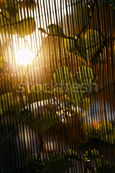 Sunset Climber Leaf Stock photo © eldadcarin
