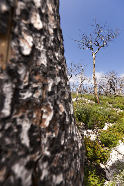 Espectacular incendios forestales verde Foto stock © eldadcarin