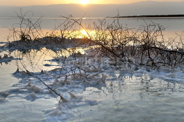 Marea moarta tufiş zori faimos Israel sare Imagine de stoc © eldadcarin
