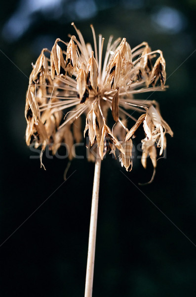 Withered Lily of the Nile Stock photo © eldadcarin