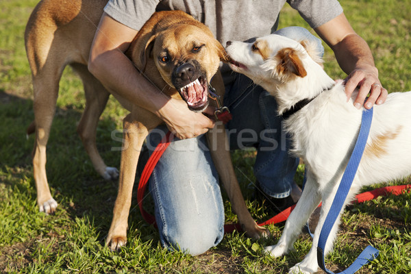 Deux chiens entraîneur jouer parc mixte [[stock_photo]] © eldadcarin