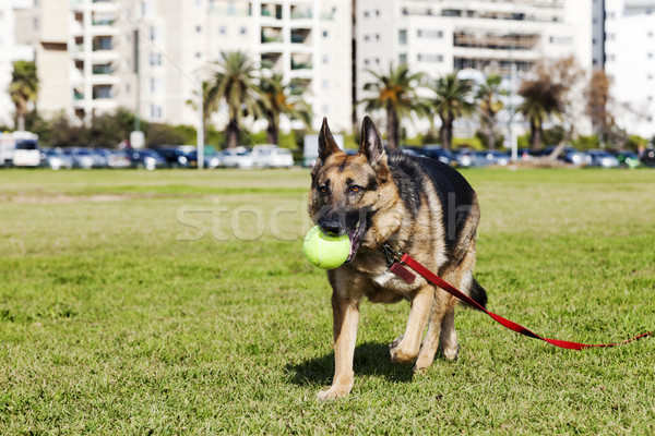 Pastore cane palla da tennis parco piedi urbana Foto d'archivio © eldadcarin