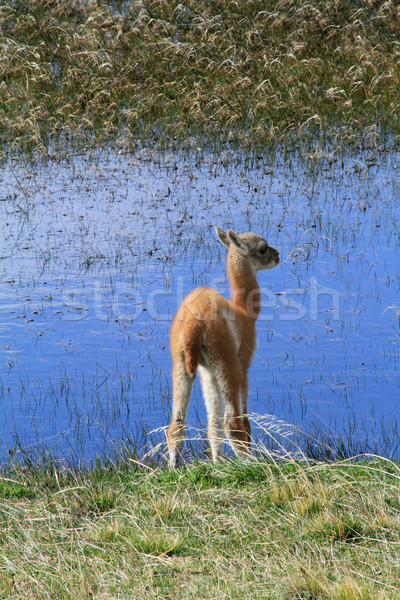 Llama Cub by the Water Stock photo © eldadcarin
