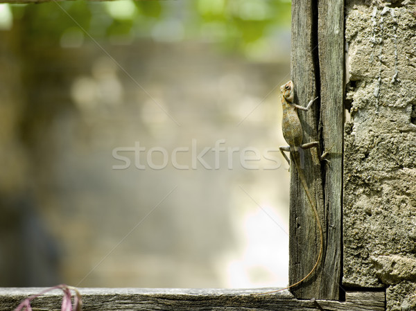 Lagarto marco de ventana agrietado edad Foto stock © eldadcarin