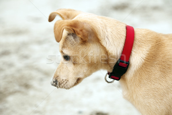Puppy Profile Portrait Stock photo © eldadcarin