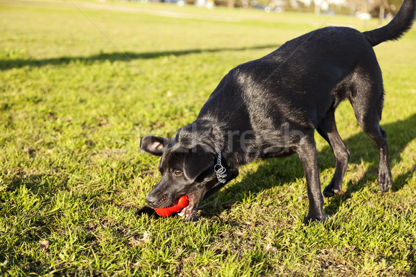 Labrador Fetching Dog Chew Toy at Park Stock photo © eldadcarin
