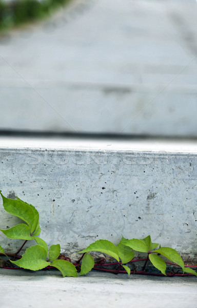 Abstract beton muur afbeelding solide grijs Stockfoto © eldadcarin