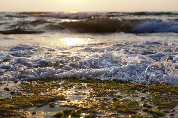 Wave Smashing on Seaweed Rock Stock photo © eldadcarin