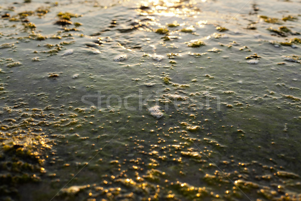 Rocha molhado praia coberto alga de volta Foto stock © eldadcarin