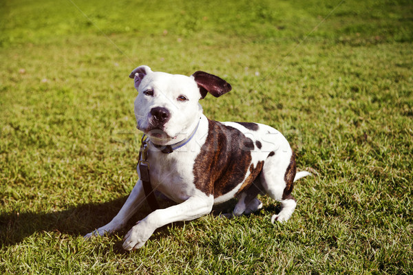 Pitbull psa posiedzenia trawnik portret brązowy Zdjęcia stock © eldadcarin