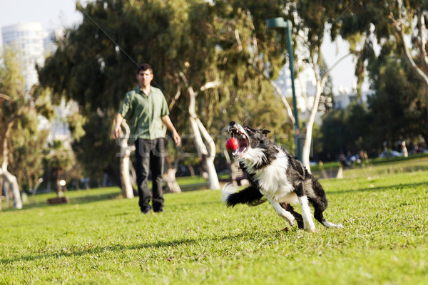 Border collie câine bilă jucărie parc roşu Imagine de stoc © eldadcarin