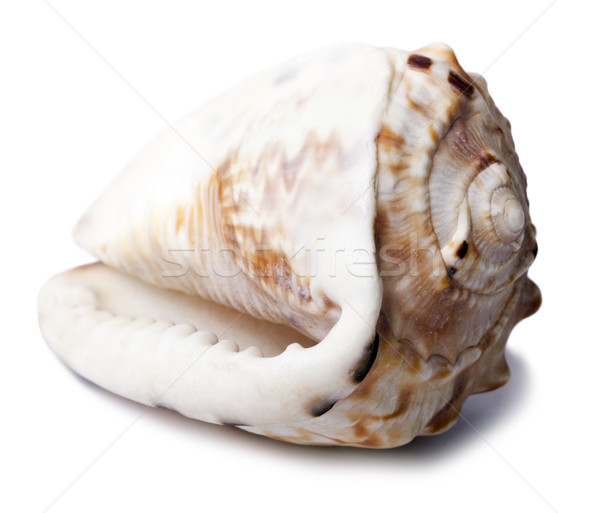 Conch Shell - Backside Diagonal Stock photo © eldadcarin
