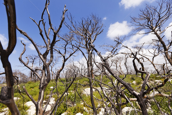 Erdő domb Izrael erdőtűz év föld Stock fotó © eldadcarin