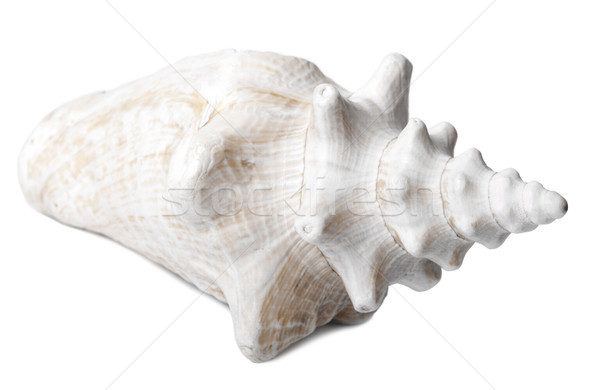 Conch Shell - Side View Stock photo © eldadcarin