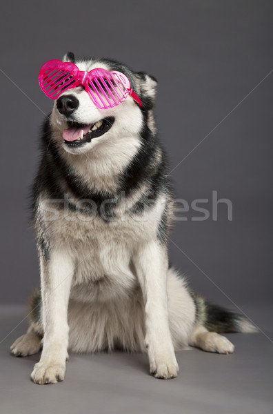 Siberian Husky Studio Portrait with Funky Pink Glasses Stock photo © eldadcarin