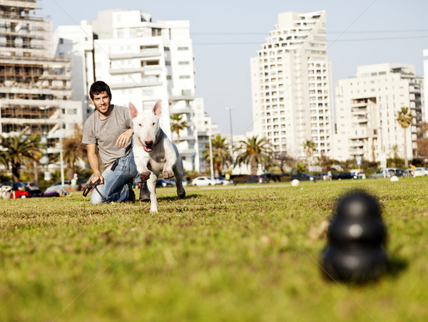 Bull Terrier Running for Chew Toy in Park Stock photo © eldadcarin
