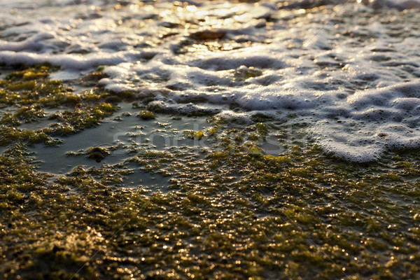 Rock surfen nat strand gedekt zeewier Stockfoto © eldadcarin