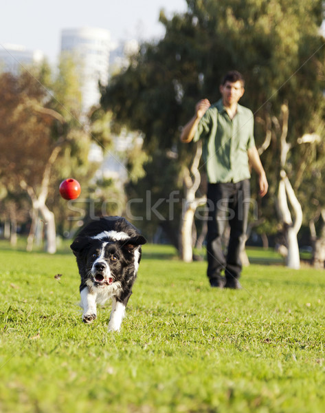 Border Collie Catching Dog Ball Toy at Park Stock photo © eldadcarin