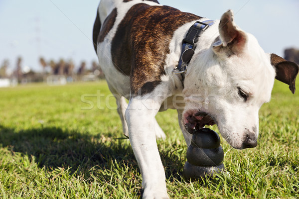 Foto stock: Pitbull · perro · juguete · parque · hierba · boca
