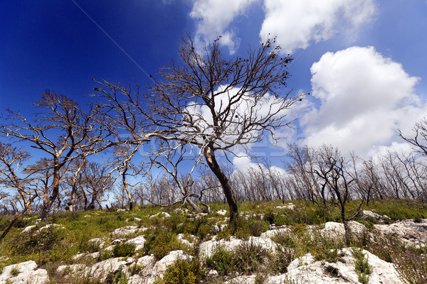 Forestales colina Israel incendios forestales año suelo Foto stock © eldadcarin