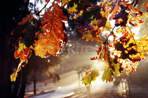 Autumn Leaf at Dawn Stock photo © eldadcarin