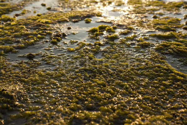 Stâncă umed plajă acoperit alga înapoi Imagine de stoc © eldadcarin