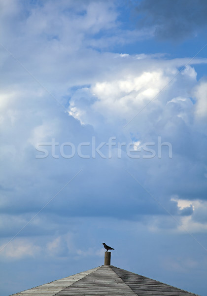 Kraai dak top strand dramatisch Stockfoto © eldadcarin