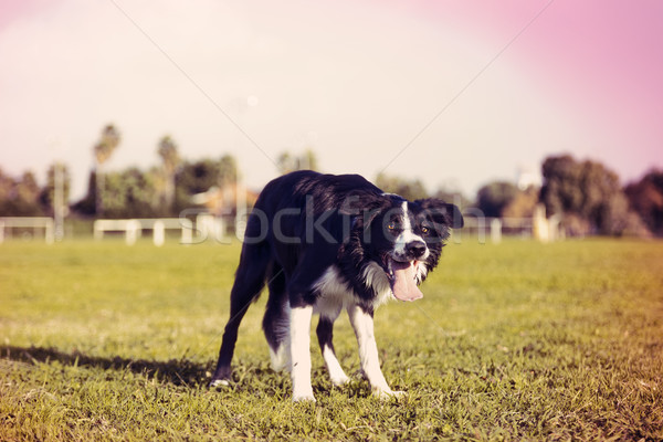 A border Collie dog standing on the grass at the park, concentrated on something off frame. Stylized Stock photo © eldadcarin