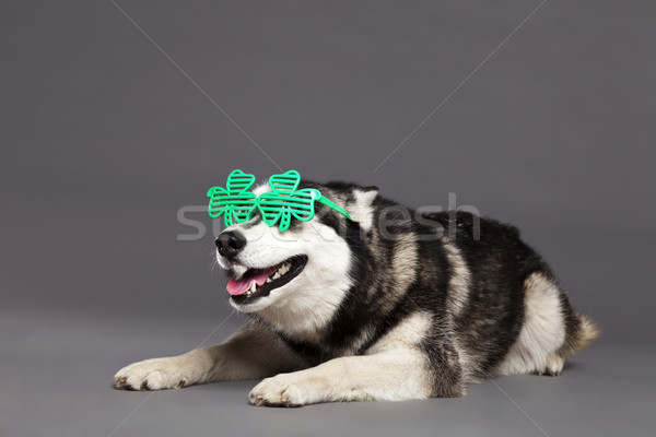 Siberian Husky Studio Portrait with Green Clover Glasses Stock photo © eldadcarin