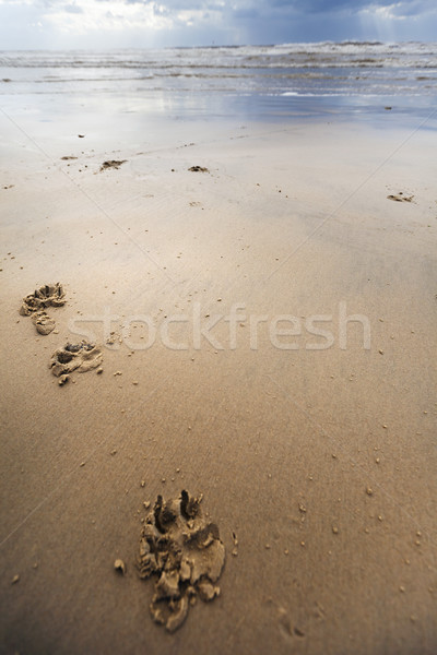 Hoektand winter strand nat strandzand Stockfoto © eldadcarin
