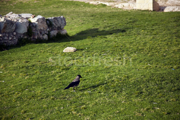 Karga çim yürüyüş çim duvarlar eski Stok fotoğraf © eldadcarin