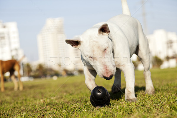 Bika terrier játék park kutya égbolt Stock fotó © eldadcarin
