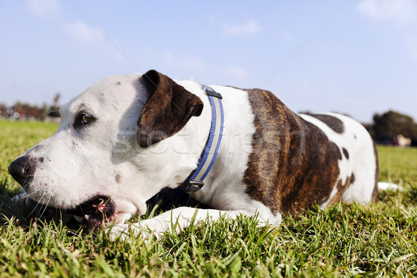 Pitbull psa zabawki parku czarny Zdjęcia stock © eldadcarin