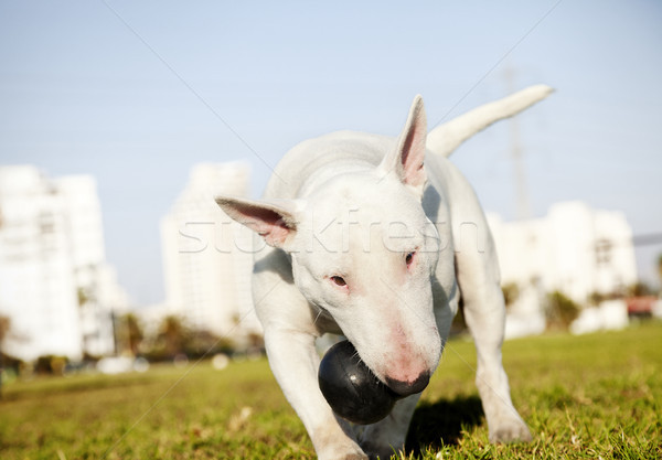 Bull Terrier with Chew Toy in Park Stock photo © eldadcarin