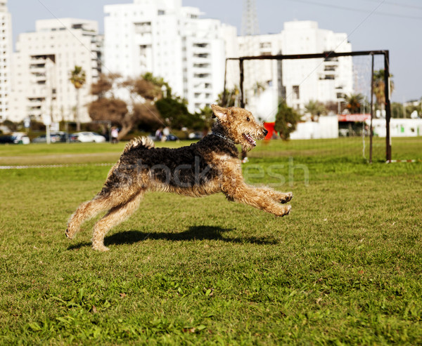 Terier psa uruchomiony parku kobiet trawy Zdjęcia stock © eldadcarin