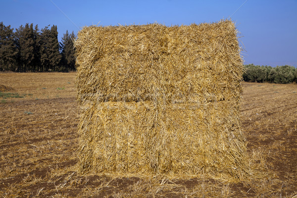 Bale of Hay in a Field Stock photo © eldadcarin
