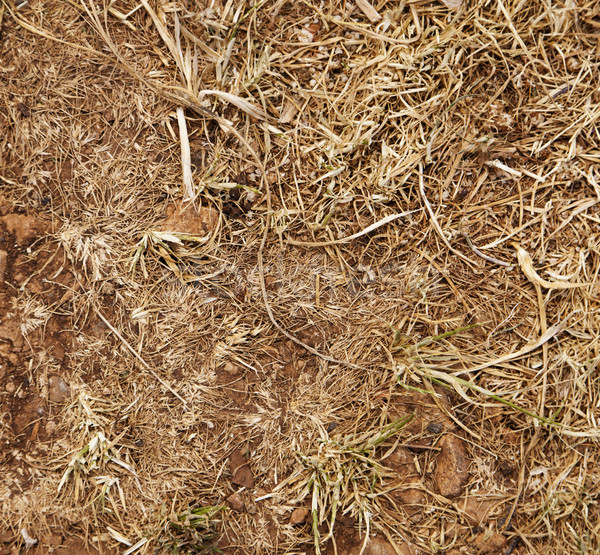 Föld száraz absztrakt halott citromsárga barna Stock fotó © eldadcarin