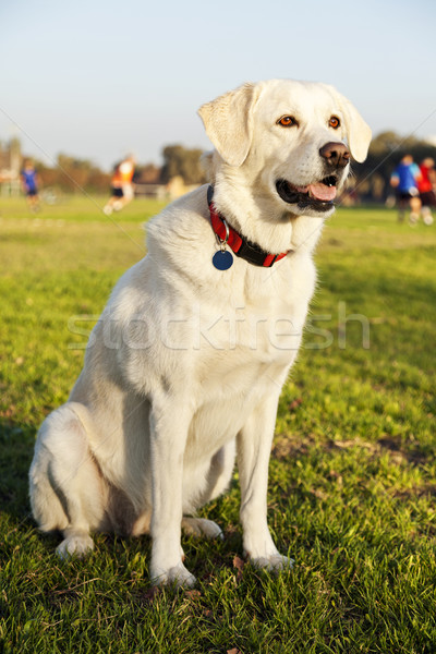 Mieszany labrador psa portret parku posiedzenia Zdjęcia stock © eldadcarin