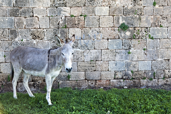 Foto stock: Burro · parede · cinza · olhando · câmera