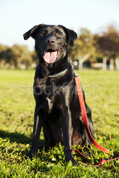 Mieszany labrador psa portret parku posiedzenia Zdjęcia stock © eldadcarin