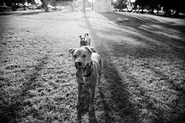 Foto d'archivio: Due · cani · parco · grandangolo · view · piedi