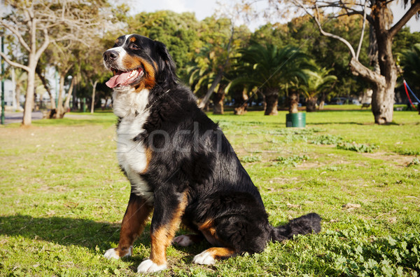 Hund Porträt Park weiblichen Sitzung Gras Stock foto © eldadcarin