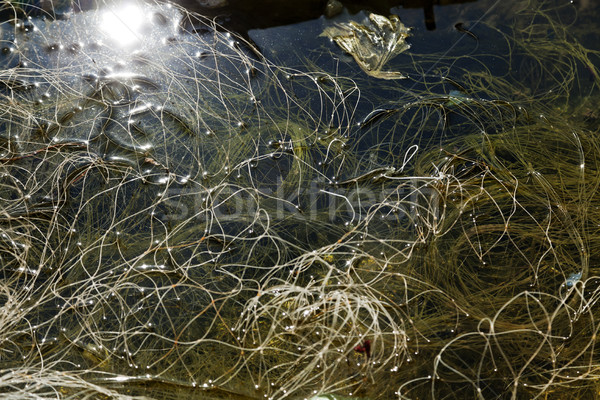 Fishing net in Still Water Stock photo © eldadcarin