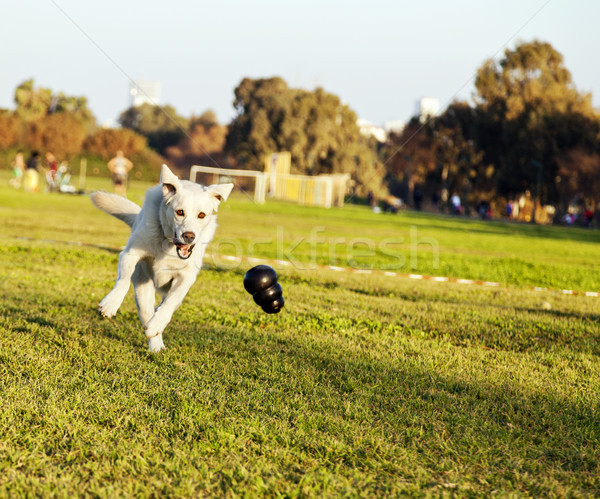 Labrador Fetching Chew Toy in Park Stock photo © eldadcarin