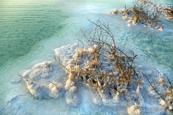 Dead Sea - Salt Covered Bushes at Dawn Stock photo © eldadcarin