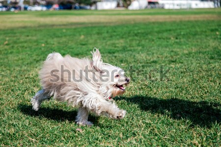 Toy Poodle Running in the Park Stock photo © eldadcarin