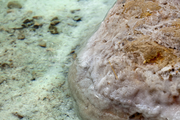 Słony rock morze martwe brzegu soli pokryty Zdjęcia stock © eldadcarin