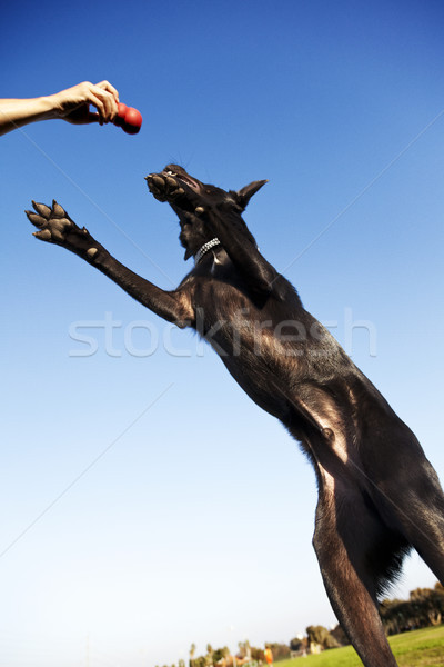 Labrador Fetching Dog Chew Toy at Park Stock photo © eldadcarin