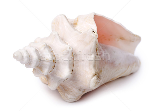 Conch Shell - Diagonal Front Stock photo © eldadcarin