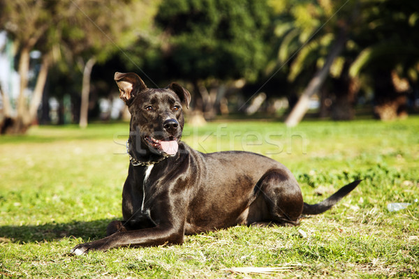 Mixed Pitbull Dog Portrait at the Park Stock photo © eldadcarin